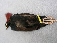 冠鷓鴣藏品圖，第2張